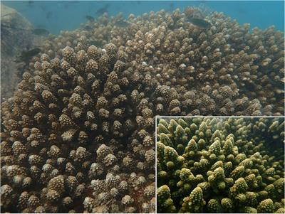 Ontogenetic shifts in Symbiodiniaceae assemblages within cultured Acropora humilis across hatchery rearing and post-transplantation phases